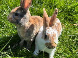 Beautiful Mini Rex babies ready very soon