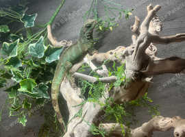 Chinese water dragon
