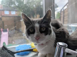 Fluffy grey and white girl