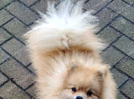 wonderful German Kleinspitz dogs are looking for their loving families
