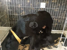 4 Week old spaniel/Labrador puppy's