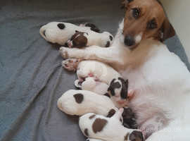 Short legged jack russell 2024 for sale near me