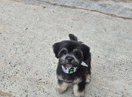 6 month shihchon