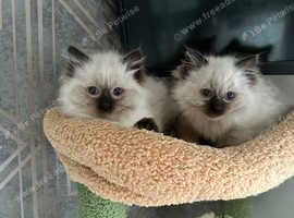 Beautiful Seal Point Ragdoll Kittens 1 boy & 1girl available