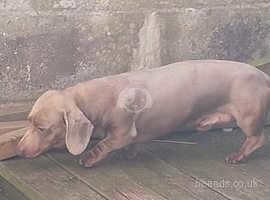 Miniature dachshund boy 3 years old Isabella