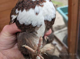 Male quail Free