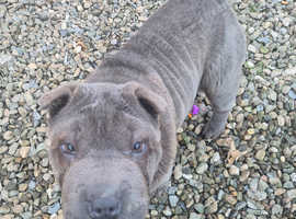 Beautiful Shar Pei Pup