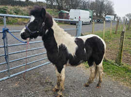 Rising 3 gelding