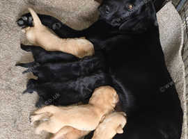 Labrador puppies looking for new homes!!