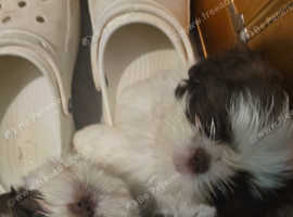 3 shihtzu males ready for their new homes