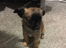 Chihuahua Puppies and Dogs For Sale Rehome a Puppy Near You