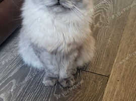 6month old male siberian neva smoky colour