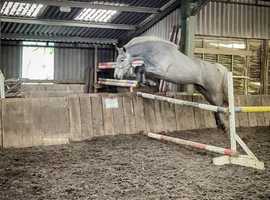 Quality 3 year old Connie x ISH Gelding