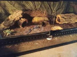 Giant Leopard Gecko - (Rescue for Rehoming)