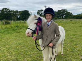Miniature pony available for share/loan