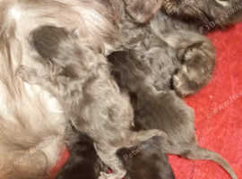 *read The Add* Last Mainecoon Male Kitten In Oldham On Freeads 