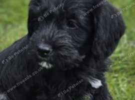Beautiful Schnoodle Schnockerpoo Girl 8 weeks old ready now