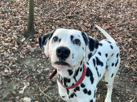Female KC reg Dalmatian for sale
