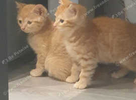 kittens are available