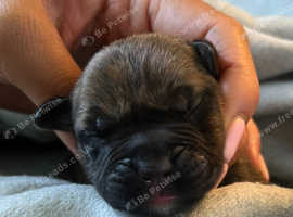 Presa Canario puppies x 3