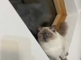 13 Month Female Blue Point Seal Ragdoll Need Re-Homing ASAP!!