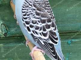 Two baby, Budgies
