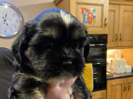 Last 2 little lhasa apso puppies for sale both male and black with white markings & tan legs.