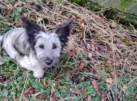 5 month old Skye Terrier dog puppy