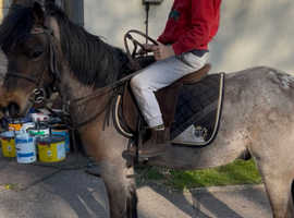 Cute little Welsh mountain Pony