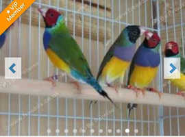 All types of Finches, Sparrows available