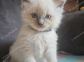 Ragdoll kittens