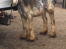 3 year old cob for stud