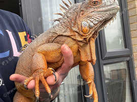 Green iguana for sale