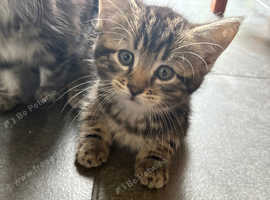 2 boy kittens, mum is half Maine coone half Siberian