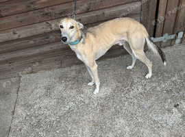 20 month old salukixwhippet