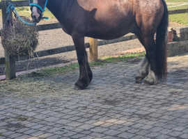 13/13.1hh looking for new home