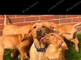 Labrador puppys