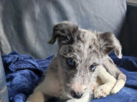 Long haired hot sale lurcher puppies