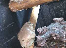 White tree frogs
