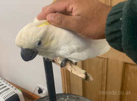 HandReared Tame Talking Yellow Crested Cockatoo Parrot,26