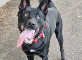 Thai ridgebackx x german shepherd