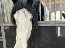 6 year old Tommy 14.3H