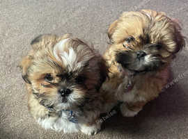 9 week old gorgeous Shih tzu pups