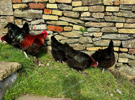 BLACK COPPER MARAN HATCHING EGGS