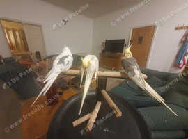 4 male Cockatiels with cage