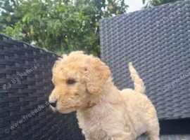 Pups ready now!
