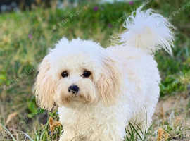 Bichon poodle, 5 months old boy.