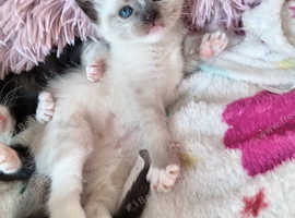 3 kittens for sale beautiful