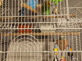 Male and female budgies and cage