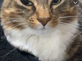 Leo is looking for a new home